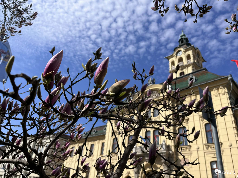 Magnólia virágzás rajt Szegeden :) 