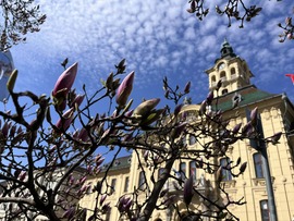 Magnólia virágzás rajt Szegeden :) 