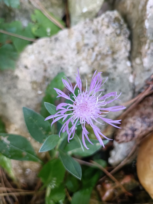 Budapest II.ker - Kurucles