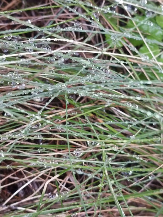 Budapest II.ker - Kurucles