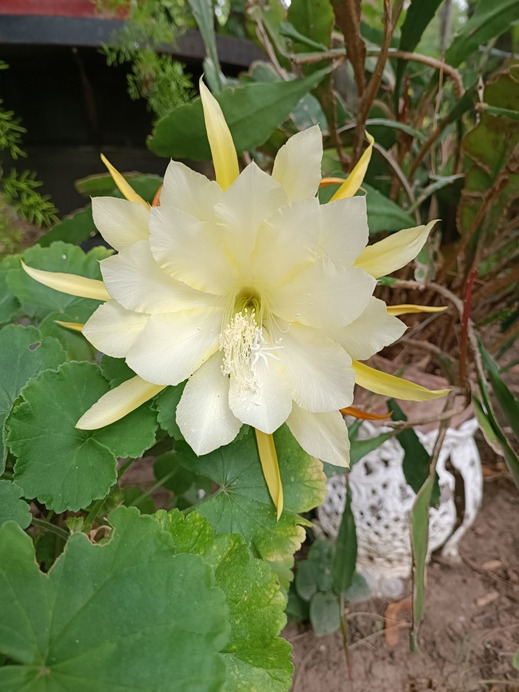 Budapest II.ker - Hűvösvölgy