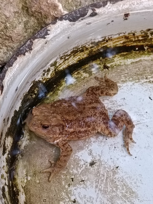 Budapest II.ker - Kurucles