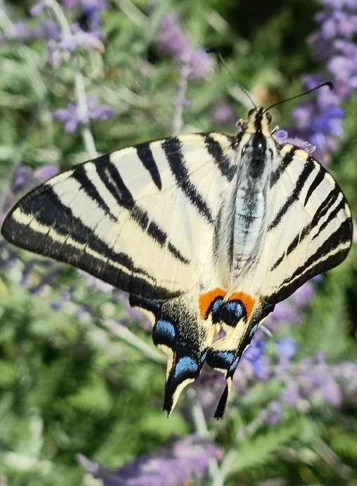 Budapest II.ker - Szépilona