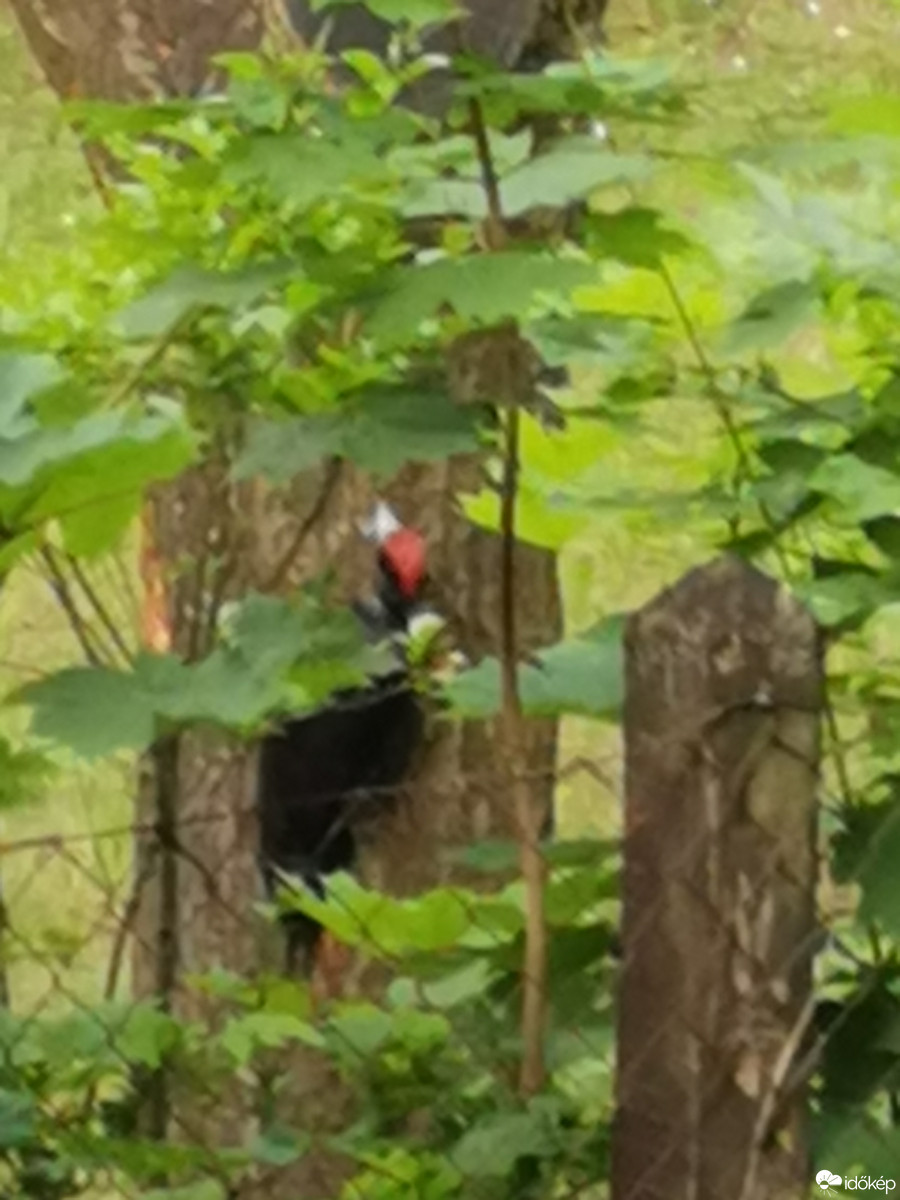 Budapest XII.ker - Zugliget