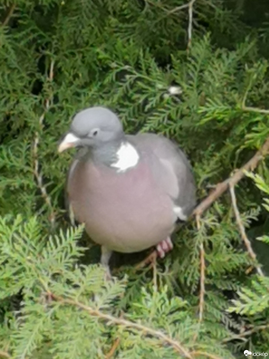 Budapest XII.ker - Zugliget