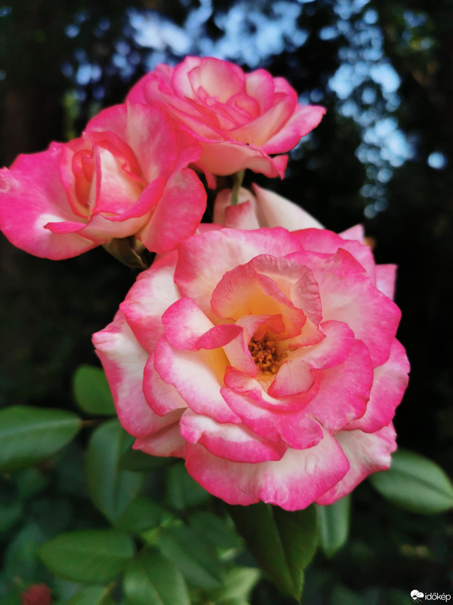 Budapest XII.ker - Zugliget