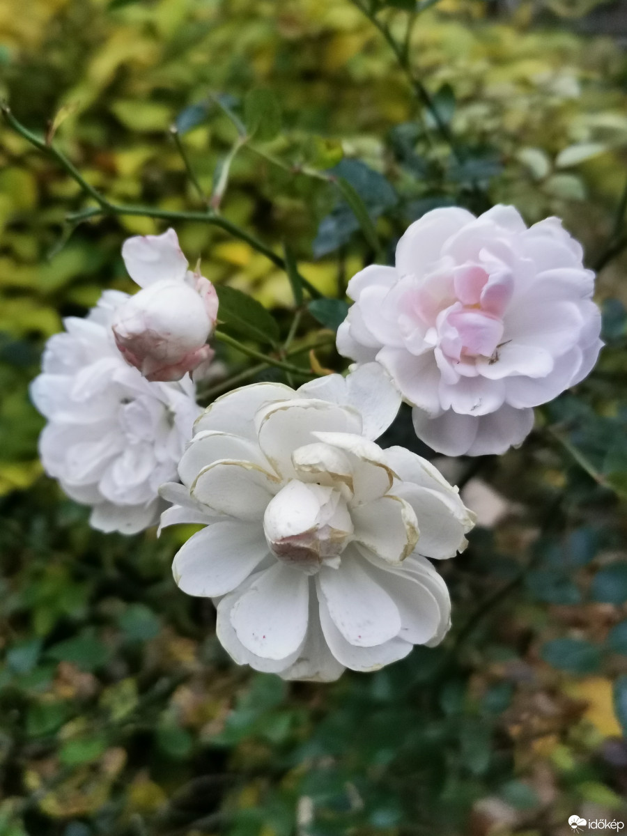 Budapest XII.ker - Zugliget