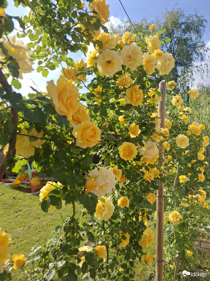 Sárga rózsa