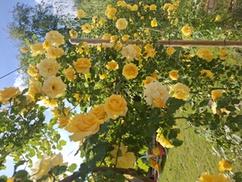 Sárga rózsa
