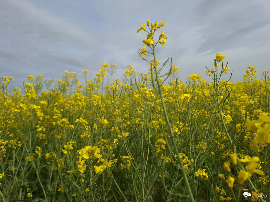 Napfény, illatok,virágok.