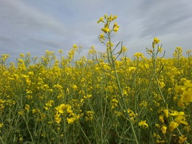 Napfény, illatok,virágok.