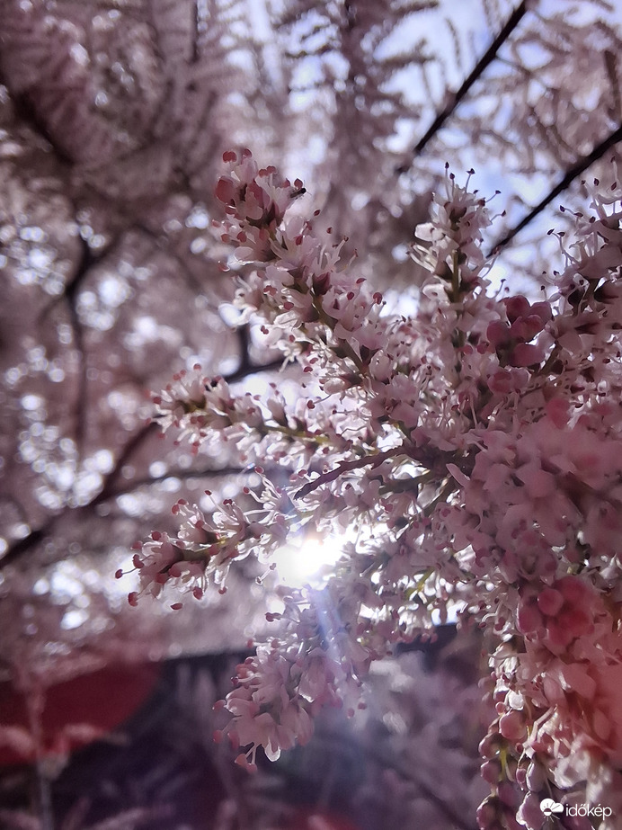 Napfény, illatok,virágok.