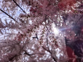 Napfény, illatok,virágok.