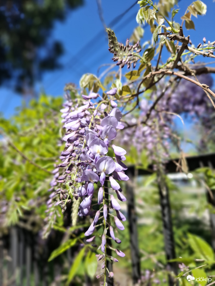 Napfény, illatok,virágok.