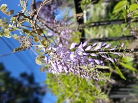 Napfény, illatok,virágok.