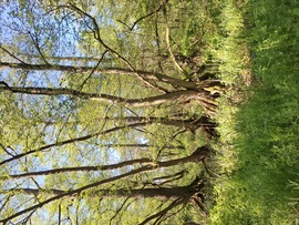 Fertő Hanság Nemzeti Park