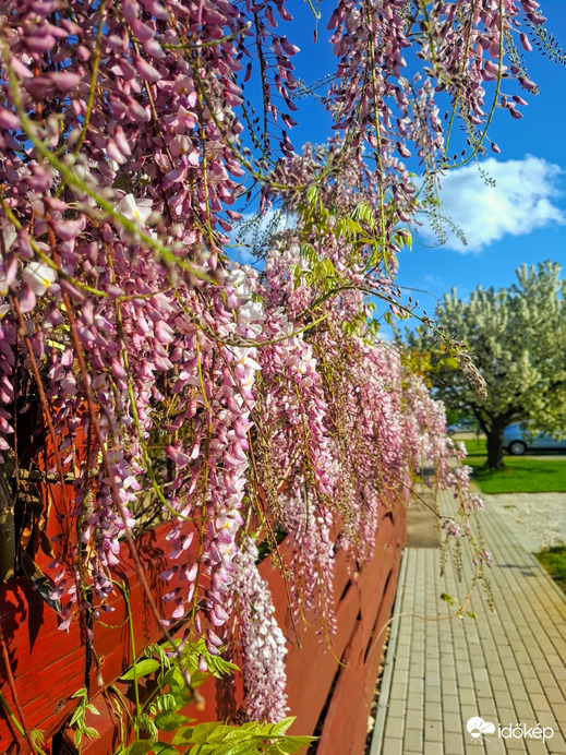 Napfény, illatok,virágok.