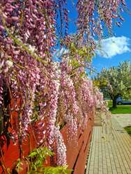 Napfény, illatok,virágok.