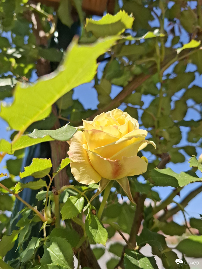 Napfény, illatok,virágok.