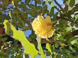 Napfény, illatok,virágok.