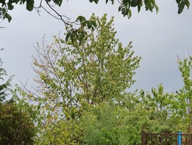 Nagytálya