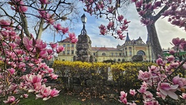 Pécs - magnóliák