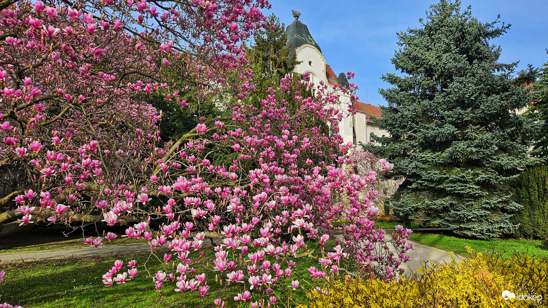 Pécs - magnóliák