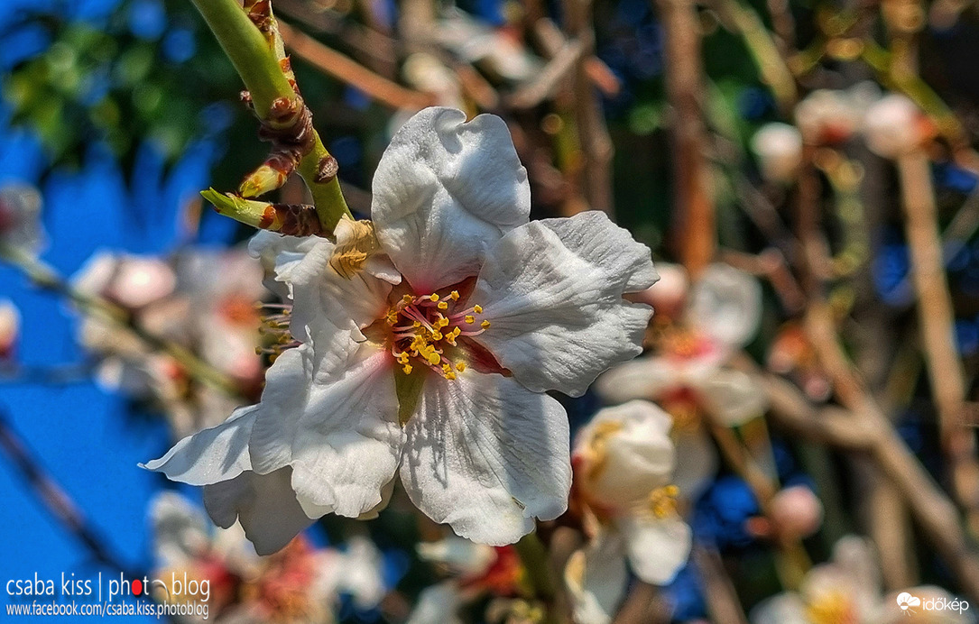 Pécs - első mandulavirágok