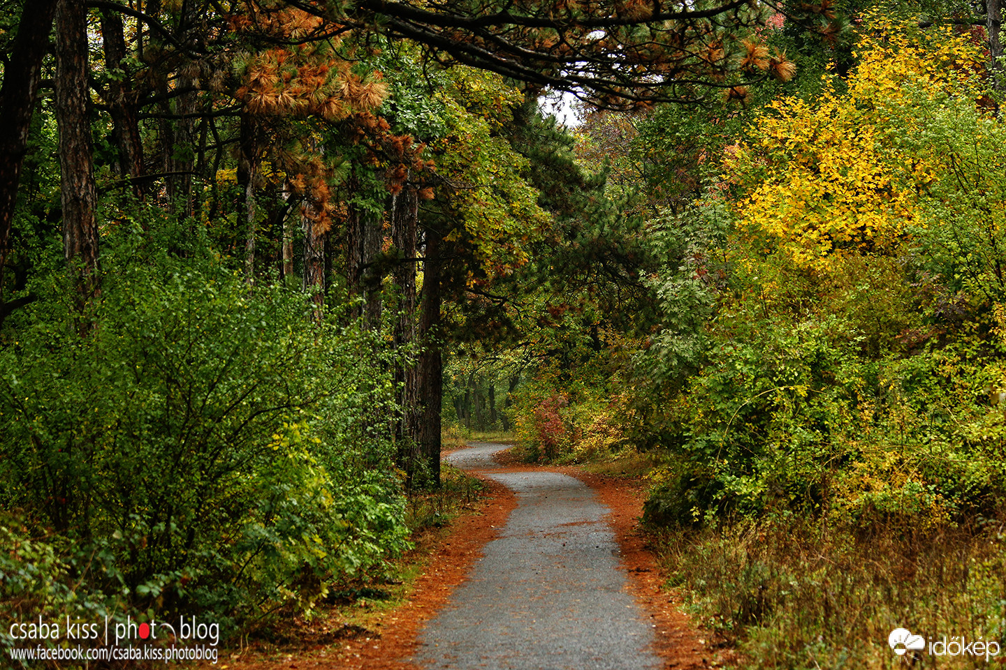 Út az őszbe.