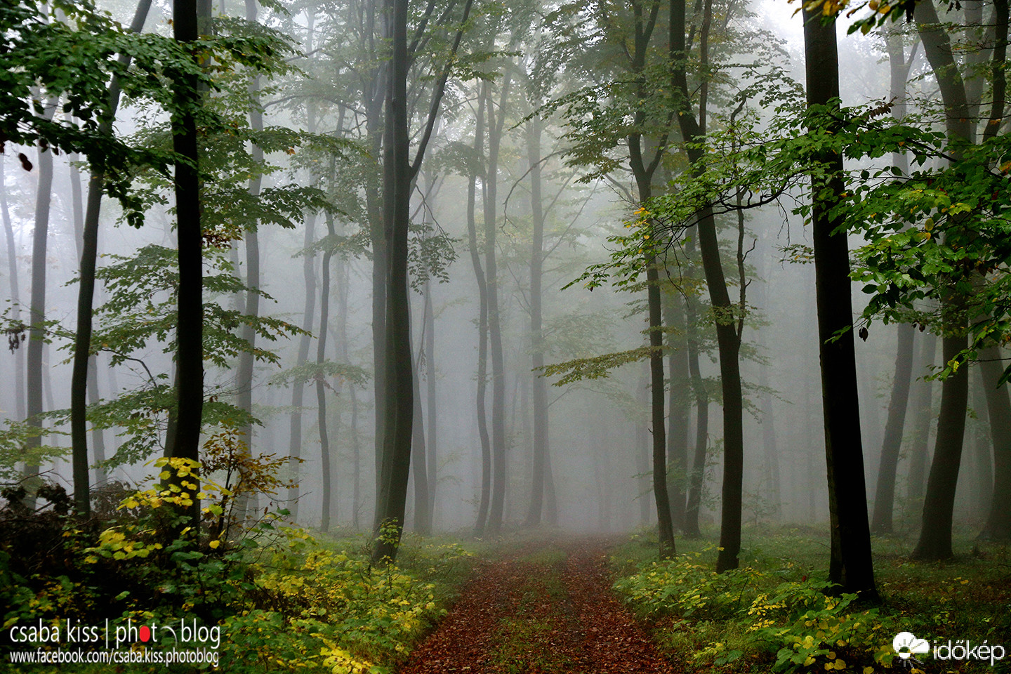 Ködös erdő