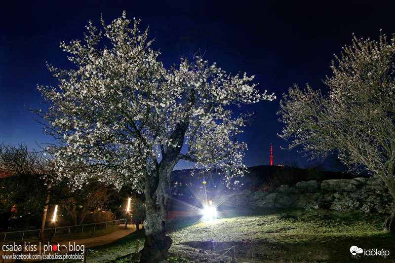 Virágzó mandulafa esti pompában