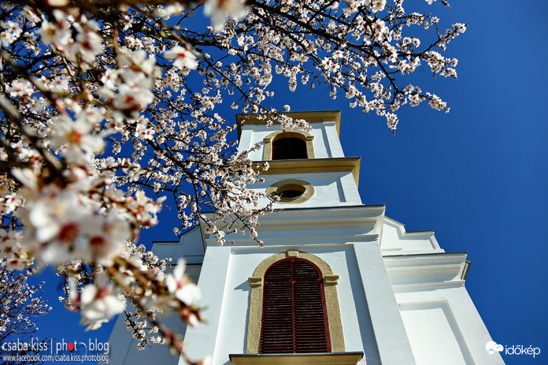 Virágzó mandulafa a Havihegyen