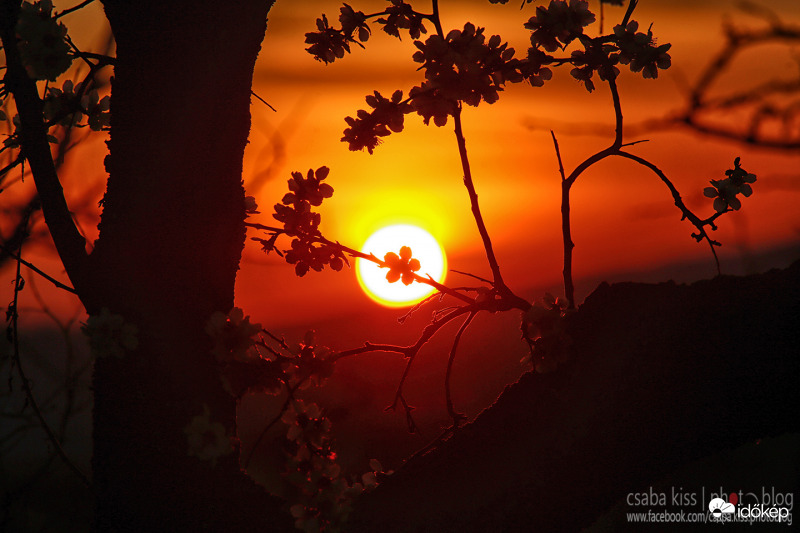 Mandulavirág a lenyugvó nap koronájában.