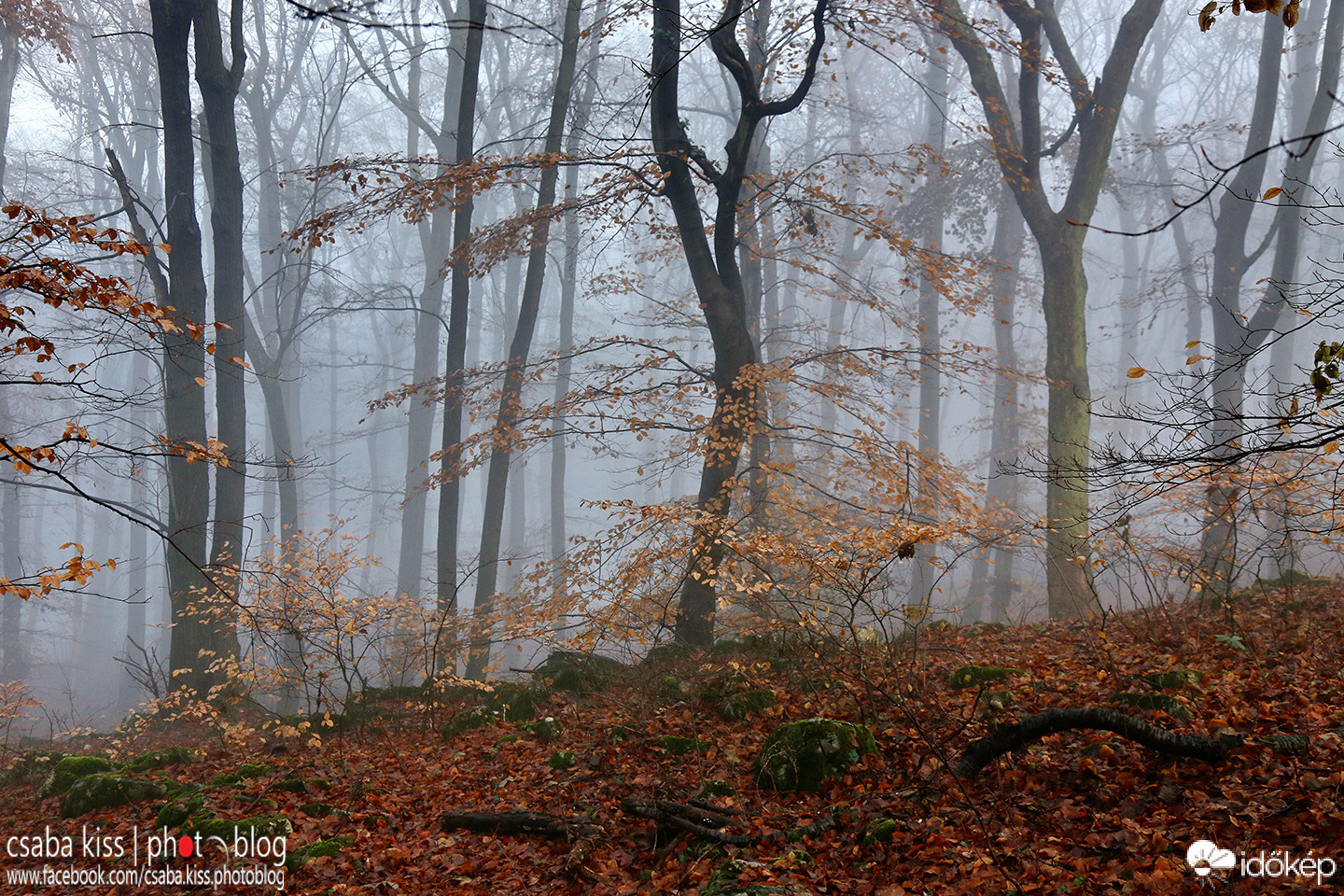 Ködös erdő a Mecseken