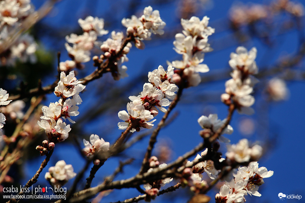 Virágzó mandulafa Pécsett