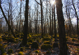 Első tavaszias napon Sástón