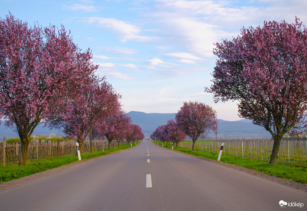 Virágzó út a Mátra lábánál