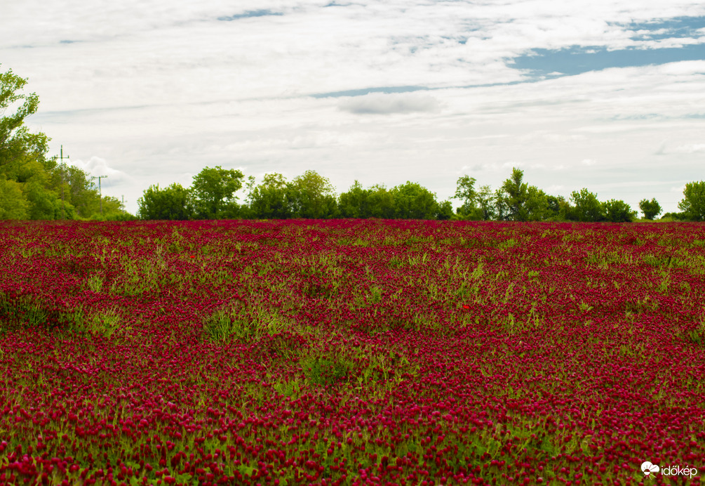 Tengernyi bíborhere
