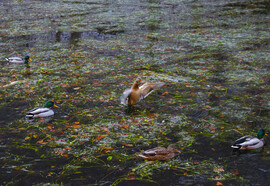 Téli csend Szilvásváradon