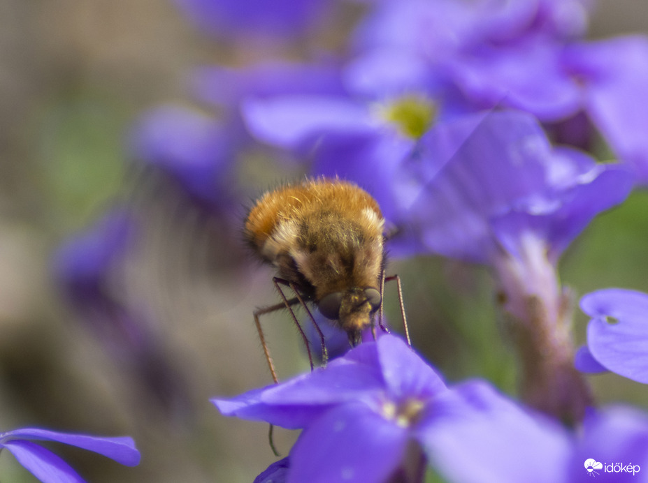 Pöszörlégy