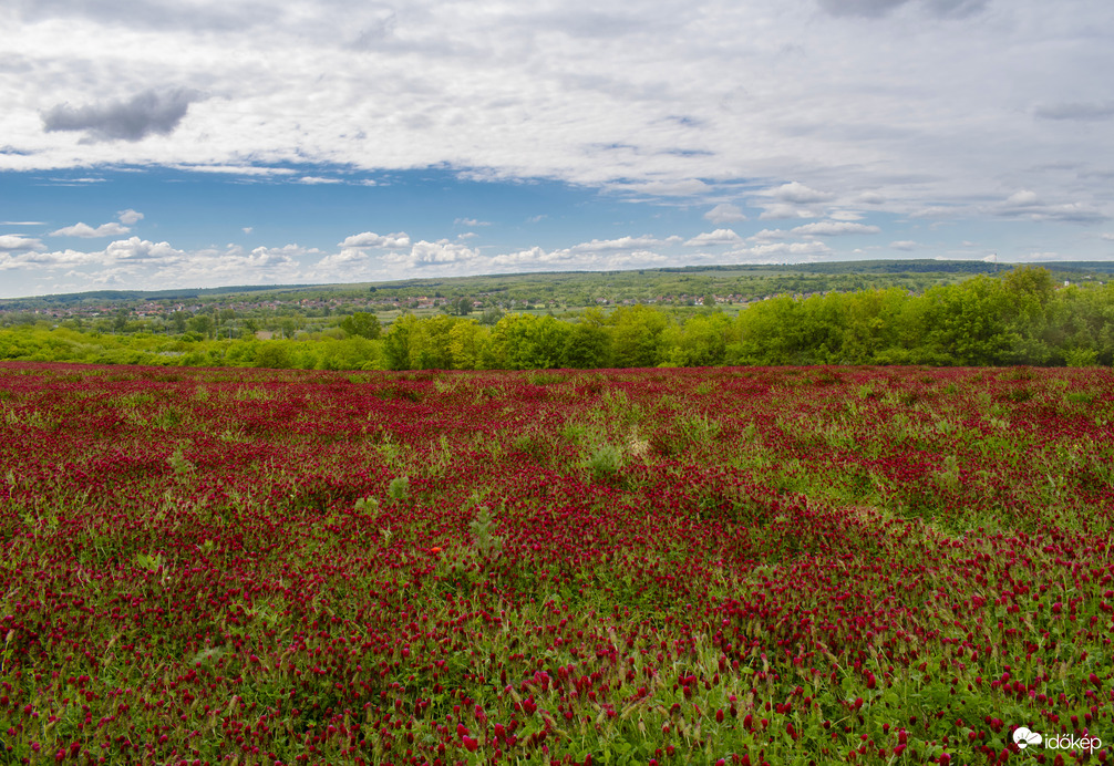 Tengernyi bíborhere