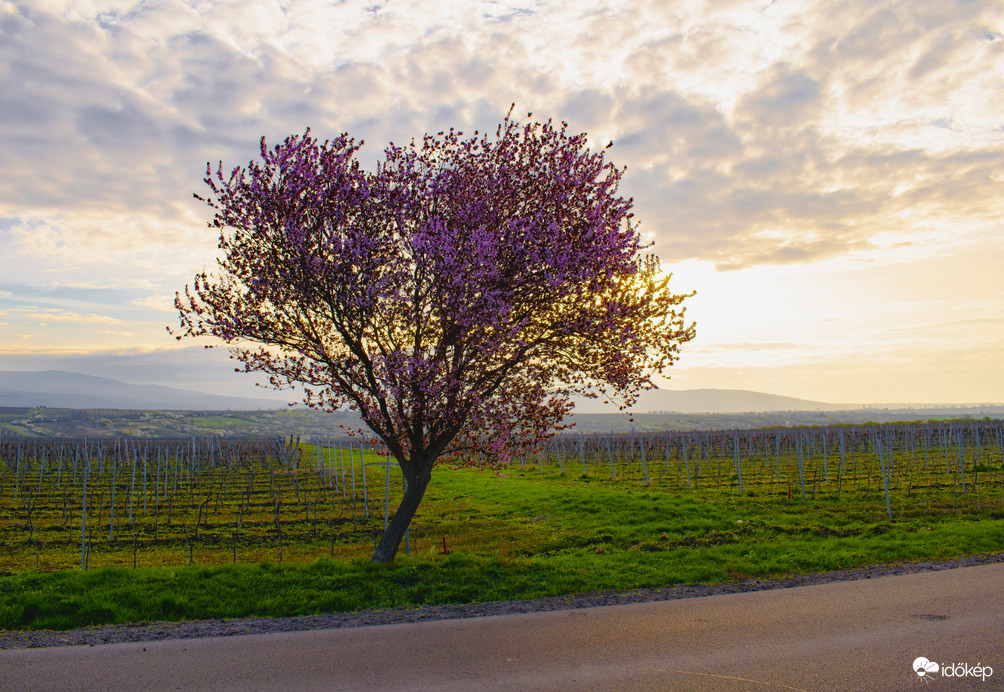 Virágzó út a Mátra lábánál