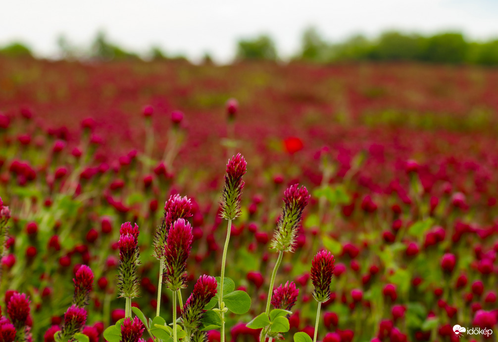 Tengernyi bíborhere