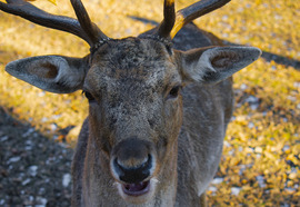 Téli csend Szilvásváradon