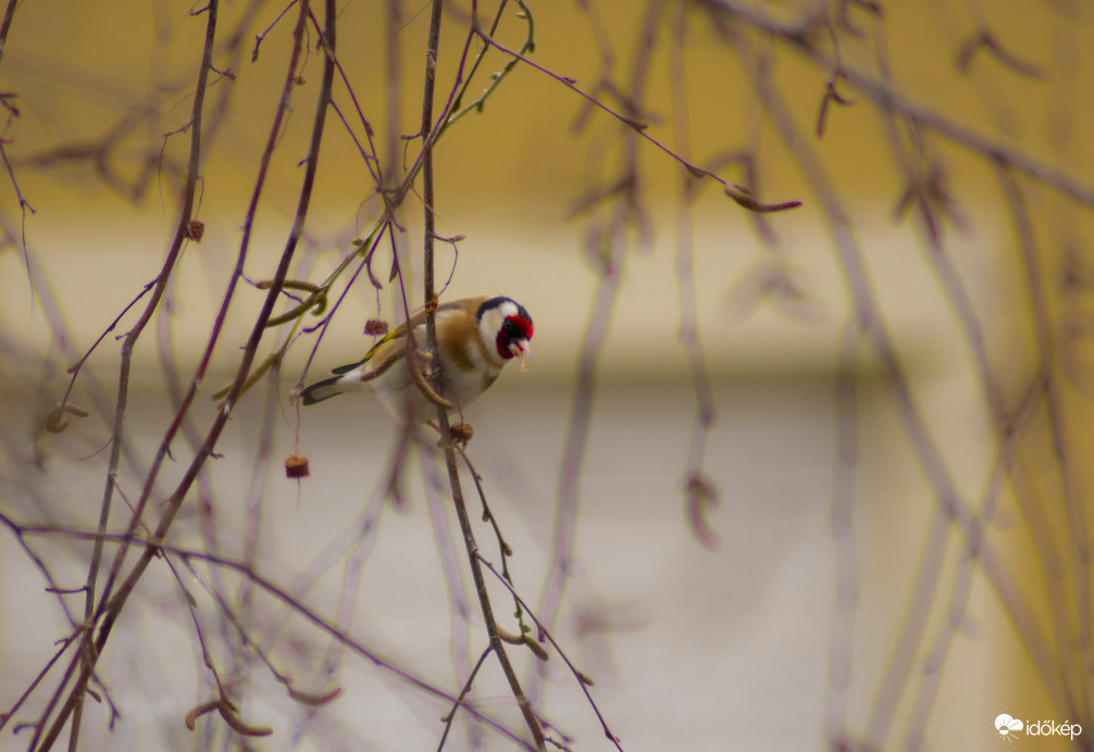 Színpompás tengelic