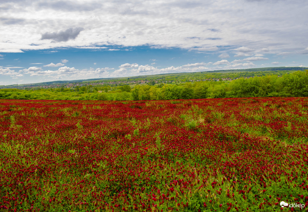 Tengernyi bíborhere