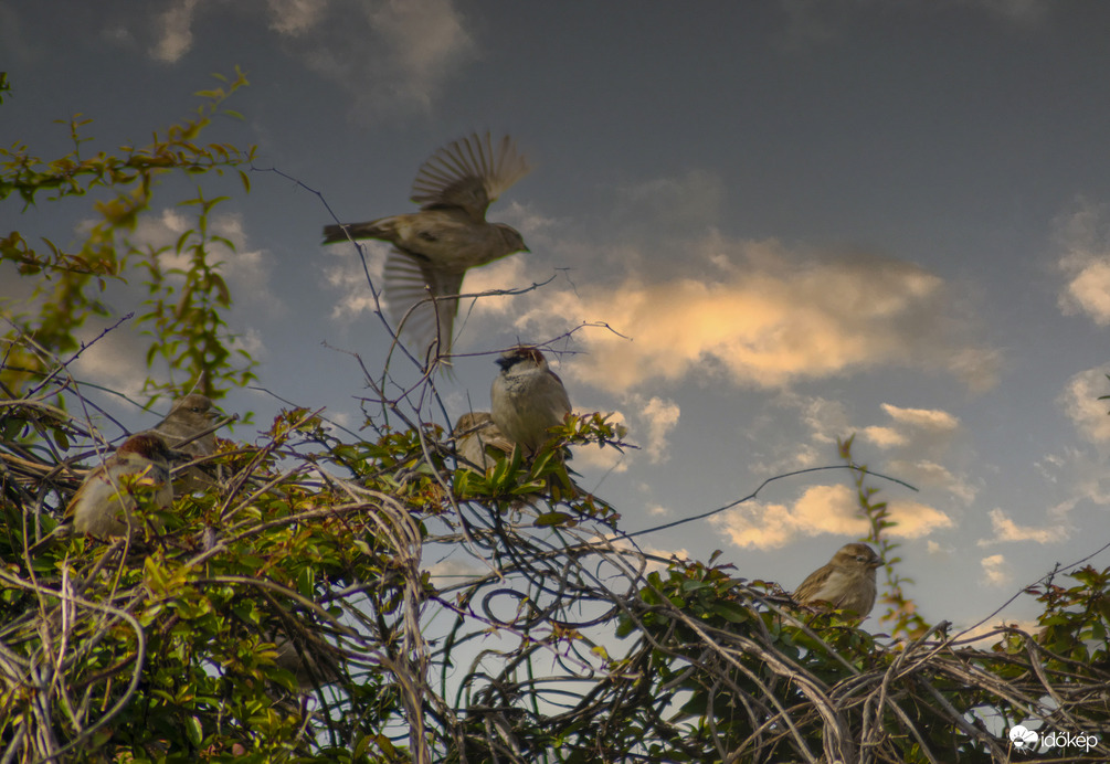 Életkép a reggeli napfényben