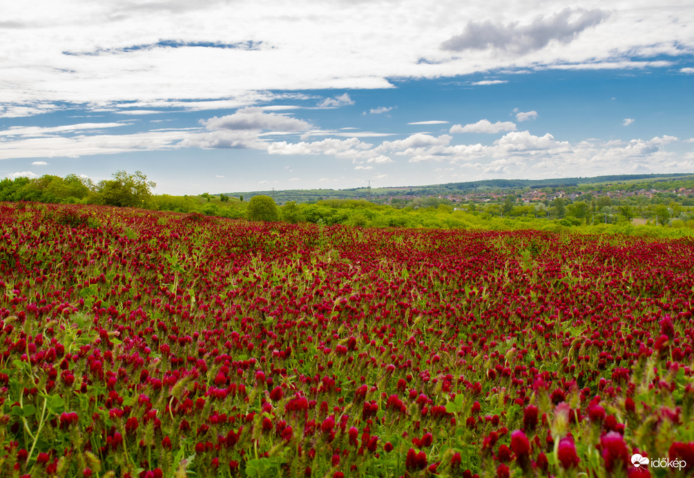 Tengernyi bíborhere