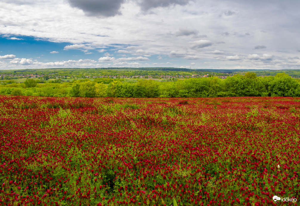 Tengernyi bíborhere