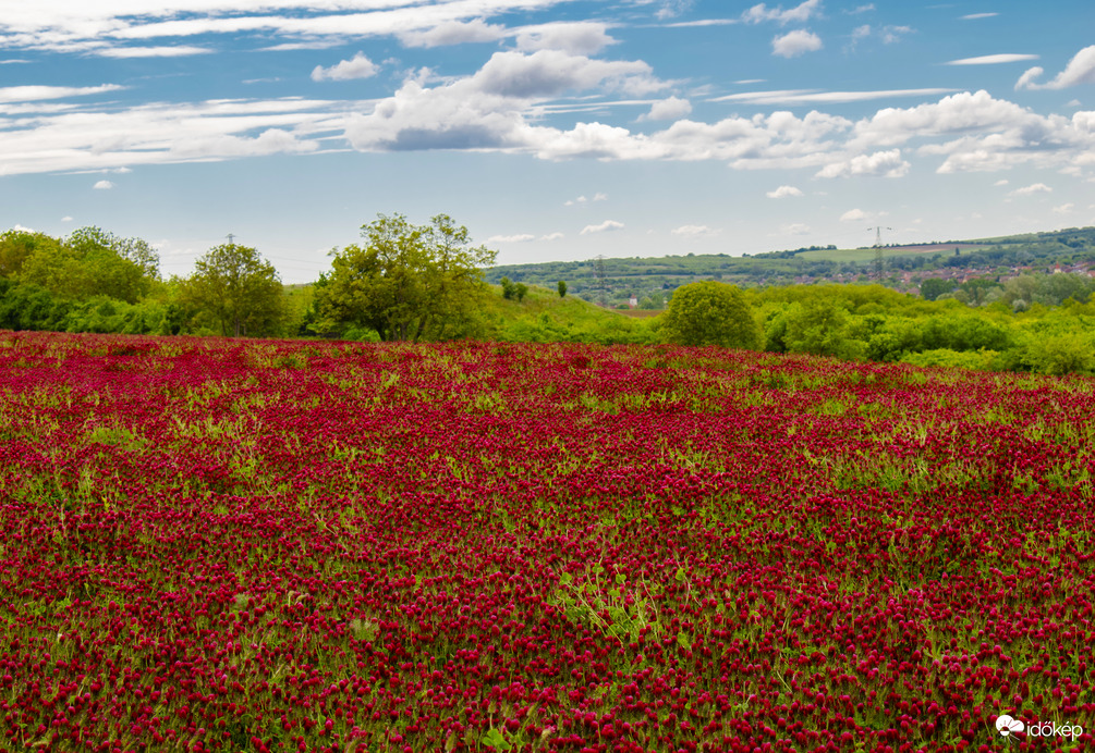 Tengernyi bíborhere